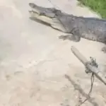 Kemunculan Buaya Muara Bikin Geger, Warga Desa Undan Berhasil Menangkap