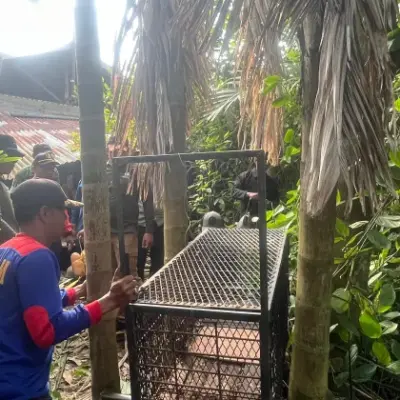 Warga Pelalawan Diserang Beruang Madu, BBKSDA Riau Pasang Kandang Jebak