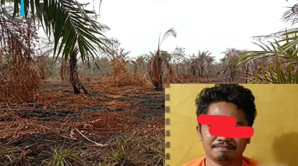 Kelola Kebun Sawit Ilegal di Kawasan Hutan, Warga Bengkalis Jadi Tersangka