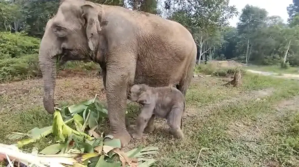 Kabar Gembira dari Tesso Nilo, Anak Gajah Sumatra Lahir dengan Berat 126 Kg