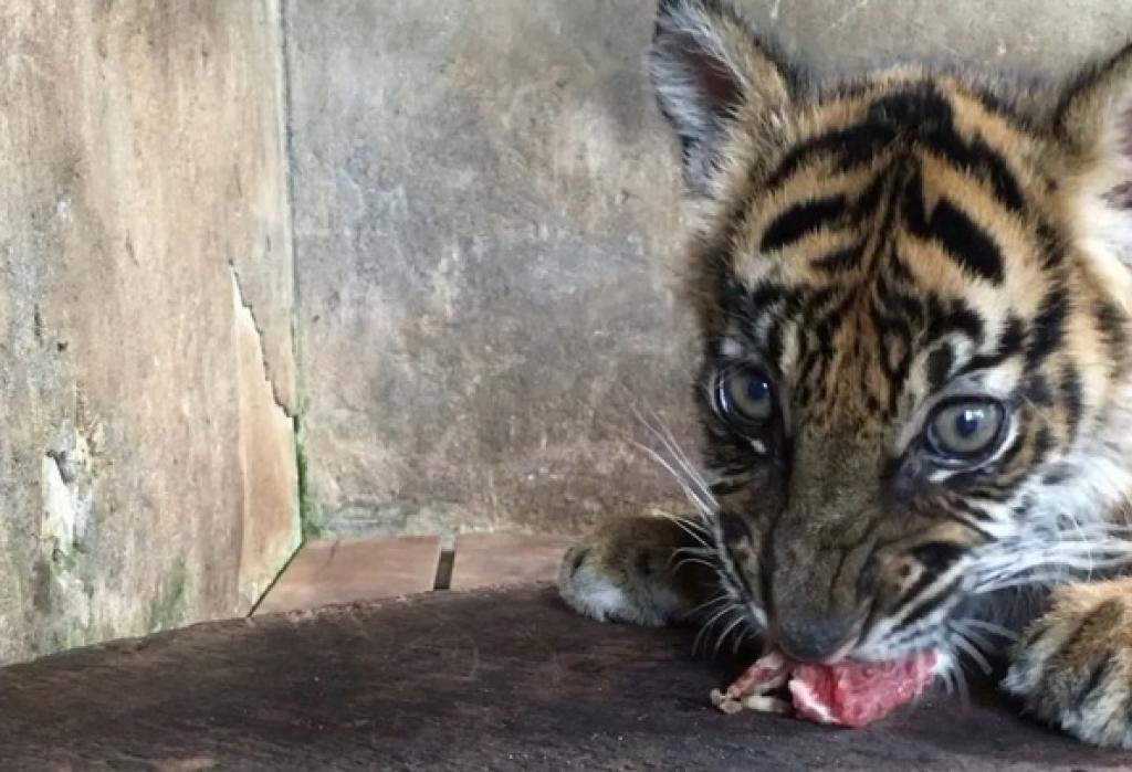Banun Kinantan, Bayi Harimau Sumatera Lahir di TMSBK Bukittinggi