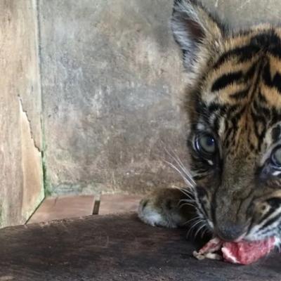 Banun Kinantan, Bayi Harimau Sumatera Lahir di TMSBK Bukittinggi