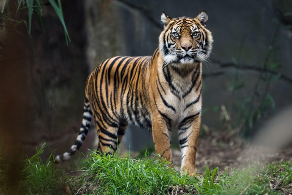 BPBD Siak Desak BBKSDA Riau Ambil Tindakan Cepat untuk Hindari Korban Harimau
