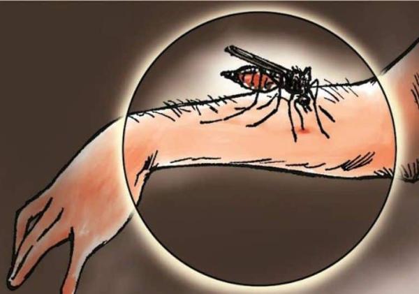 129 Warga Terserang Malaria, Pemko Tanjungpinang Fokus Tangani Senggarang dan Kampung Bugis