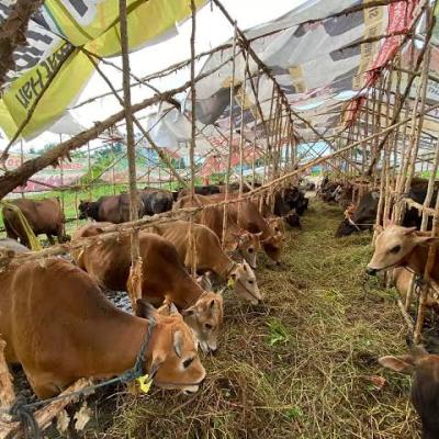 Sudah Lakukan Pemantauan, Distankan Pekanbaru Sebut Hewan Kurban Yang Ada Layak Disembelih
