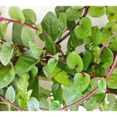 Kenali Aneka Manfaat Daun Binahong Bagi Kesehatan