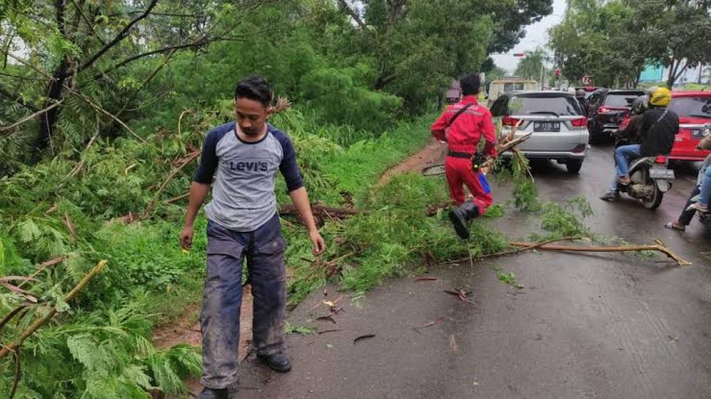Banyak Pohon Tumbang Akibat Angin Kencang, Disperkimtam Batam Siagakan Satgas Khusus