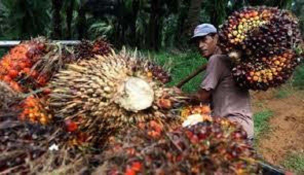 Harga TBS Sawit Swadaya di Riau Naik 2,51%, Petani Bisa Tersenyum