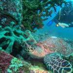 Pulau Senoa, Rumah Sunyi Penyu di Ujung Utara Indonesia
