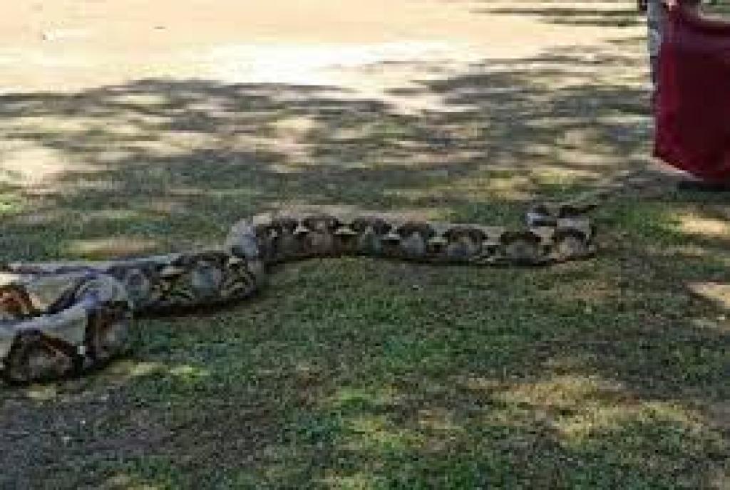 Respons Cepat Damkar Pelalawan, Dua Ular Dievakuasi dalam Sehari