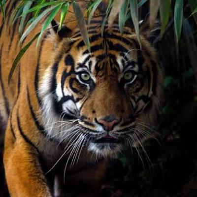 BBKSDA Riau Turunkan Tim Gabungan Cek Laporan Penampakan Harimau di Desa Penghidupan
