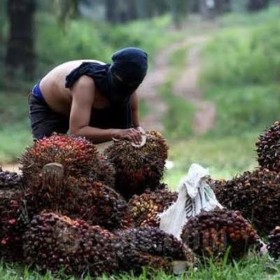 Mengaku Panen Kebun Orang Tua, Pencuri di Dumai Ini Curi 670 Kg Buah Sawit