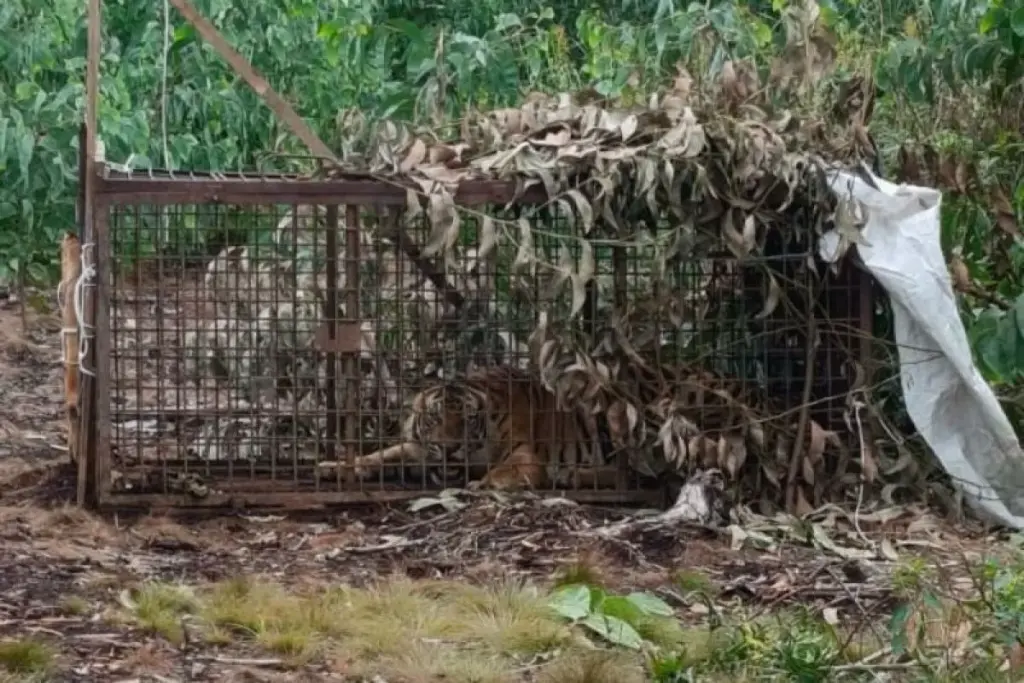 BBKSDA Riau Berhasil Tangkap Harimau Yang Serang Pekerja