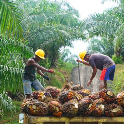 Harga TBS Sawit Mitra Plasma di Riau Turun, CPO dan Kernel Jadi Pemicu
