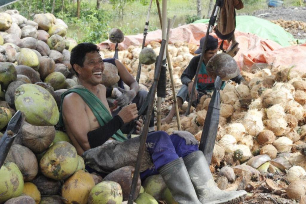 Angin Segar bagi Petani! Harga Kelapa di Pelalawan Tembus Rp6.930 per Kg