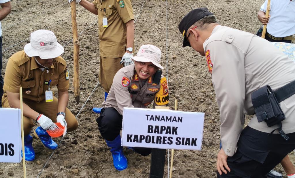 Kolaborasi Bersama PT Ivo Mas Tunggal dan Masyarakat, Polres Siak Tanami Ribuan bibit Jagung Pipil Diatas Lahan Seluas 6,5 Hektar