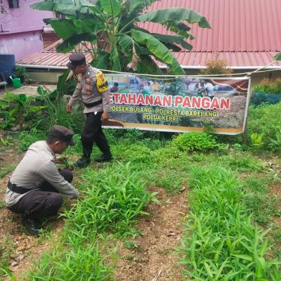 Polsek Bulang Sulap Lahan Kosong Jadi Kebun  Produktif
