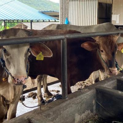 DKPP Batam Gandeng PDHI Cek Kondisi Daging Kurban