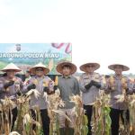 Polda Riau Panen Mandiri Jagung Tahap II: Wujud Nyata Dukung Swasembada Pangan 2025