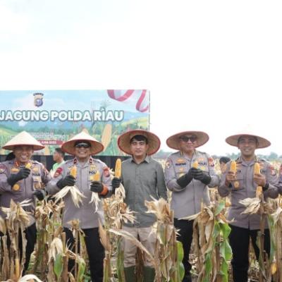 Polda Riau Panen Mandiri Jagung Tahap II: Wujud Nyata Dukung Swasembada Pangan 2025