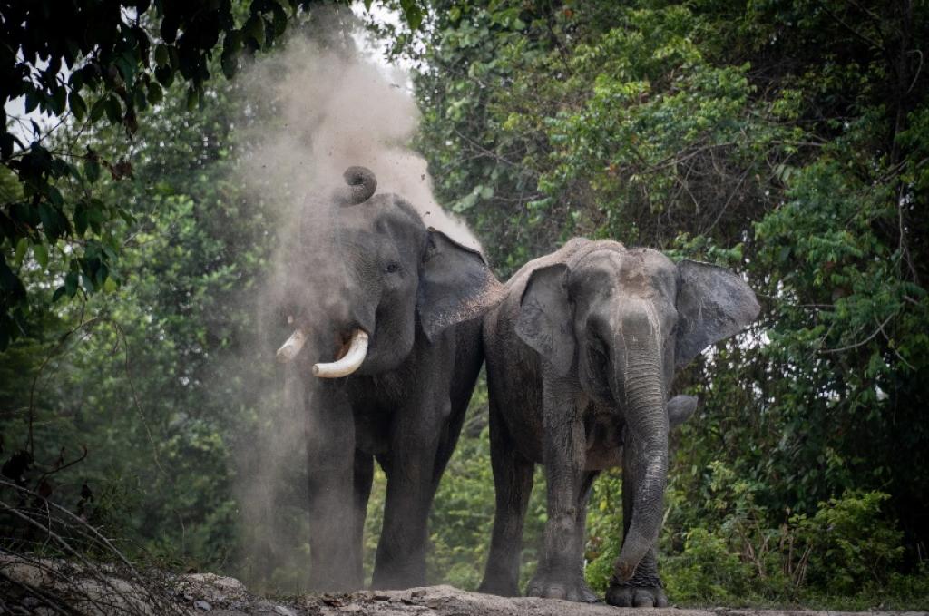 Jadi Sahabat Gajah, Program Konservasi Multispesies PHR Kurangi Interaksi Negatif dan Ciptakan Harmonisasi