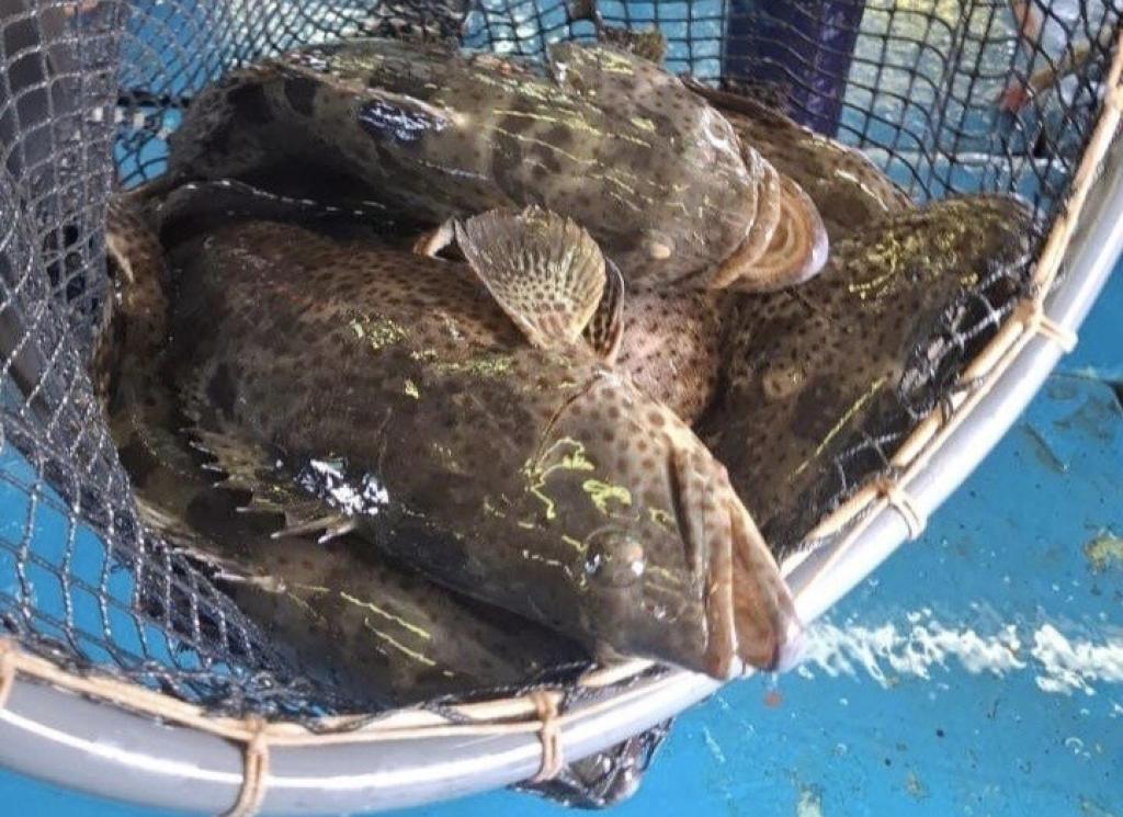 Sempat Terhenti 7 Bukan, Tujuh Jenis Ikan Kerapu Natuna Diekspor Lagi ke Hongkong