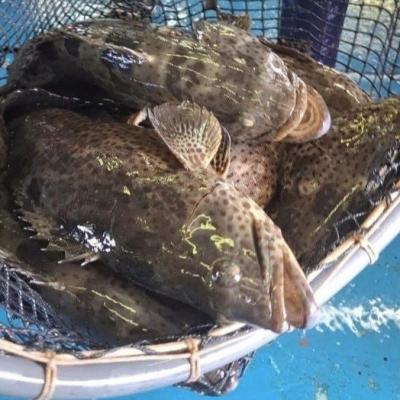 Sempat Terhenti 7 Bukan, Tujuh Jenis Ikan Kerapu Natuna Diekspor Lagi ke Hongkong