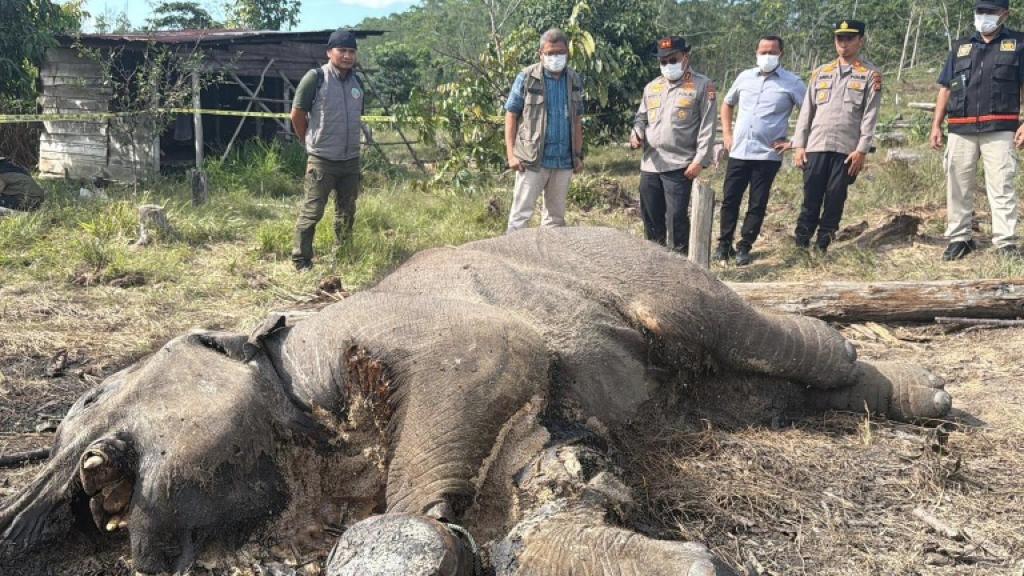 Anak Gajah Ditemukan Mati di Tesso Nilo, Kapolda Riau Turun ke Lokasi