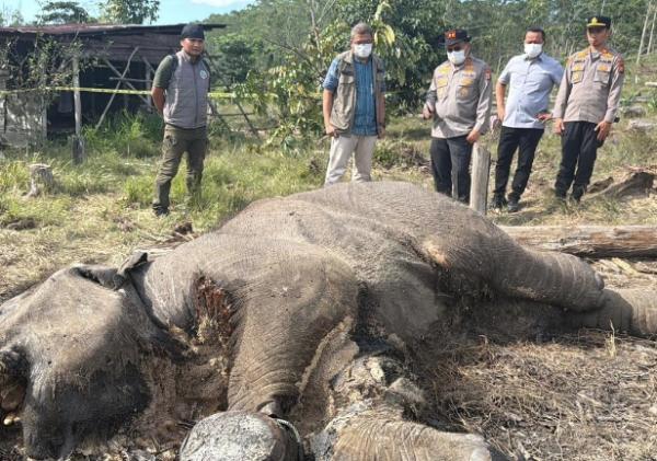Anak Gajah Ditemukan Mati di Tesso Nilo, Kapolda Riau Turun ke Lokasi