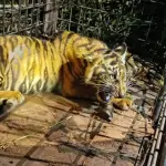 Anak Harimau Sumatera Masuk Kandang Jebak di Pelalawan, Awal Upaya Penyelamatan