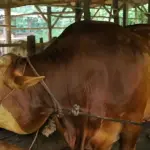 Berbobot 907 Kg, Sapi Milik Peternak Rumbai Diusulkan jadi Sapi Kurban Presiden Prabowo