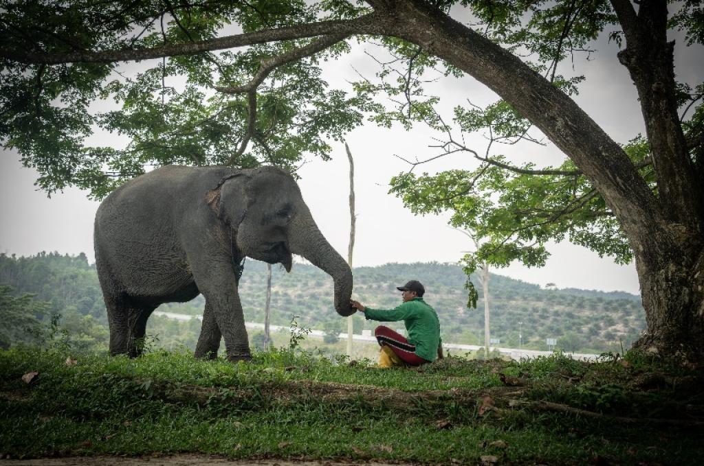 Harmoni di Tanah Balai Raja, Saat Sang Gajah dan Manusia Berbagi Ruang Kehidupan