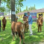 PT IKPP Perawang Salurkan 12 Ekor Sapi Untuk Masyarakat di Wilayah Operasional Perusahaan