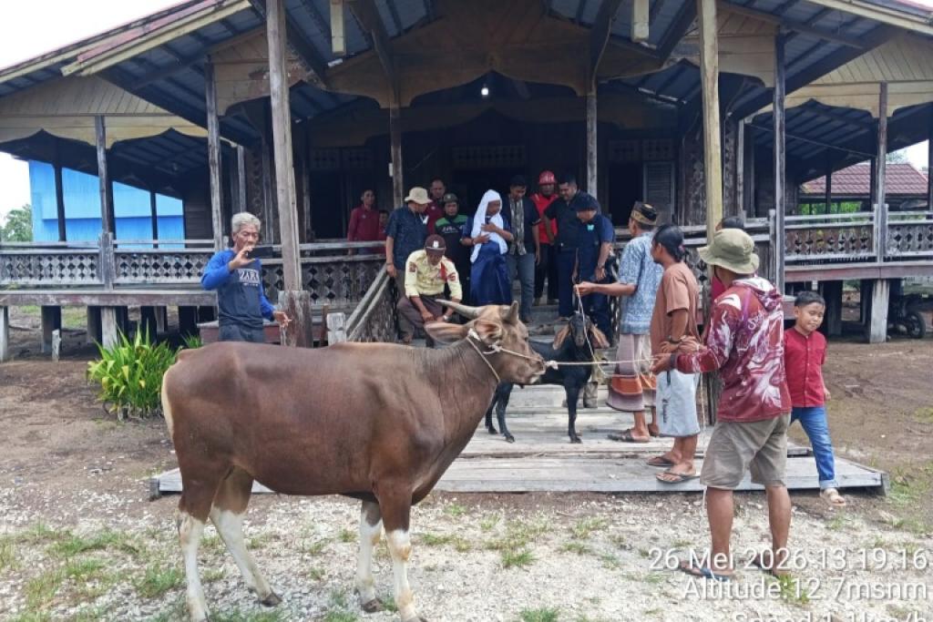 PT Arara Abadi Salurkan 58 Hewan Kurban untuk Warga Sekitar Operasional