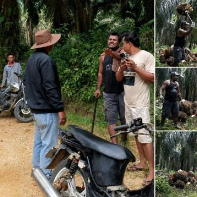 Laporan Polisi Sudah Masuk, Dugaan Penjarahan TBS di Kebun Agrinas Belum Berhenti