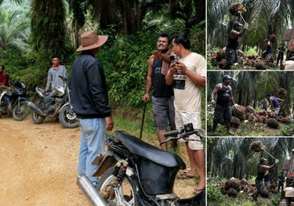 Laporan Polisi Sudah Masuk, Dugaan Penjarahan TBS di Kebun Agrinas Belum Berhenti
