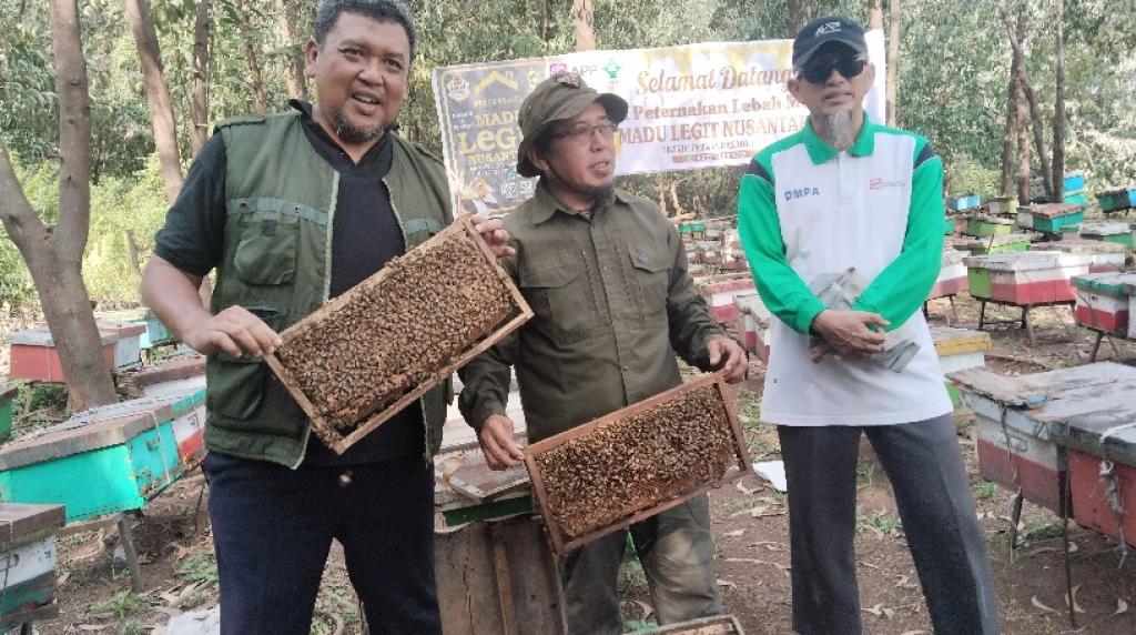 Menjaga Hutan, Memanen Madu: Harmoni Peternak Lebah di HTI Akasia Arara Abadi