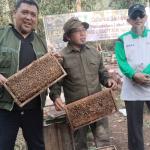 Menjaga Hutan, Memanen Madu: Harmoni Peternak Lebah di HTI Akasia Arara Abadi