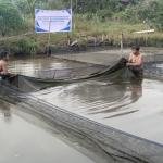 Bagian Dari Program DMPA, PT Arara Abadi dan BRIN Seleksi Ikan Baung Riau Untuk Jadi Komoditas Budidaya Unggulan
