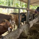RPH Batam Buka Layanan Kurban Halal, Kuota Langsung Penuh
