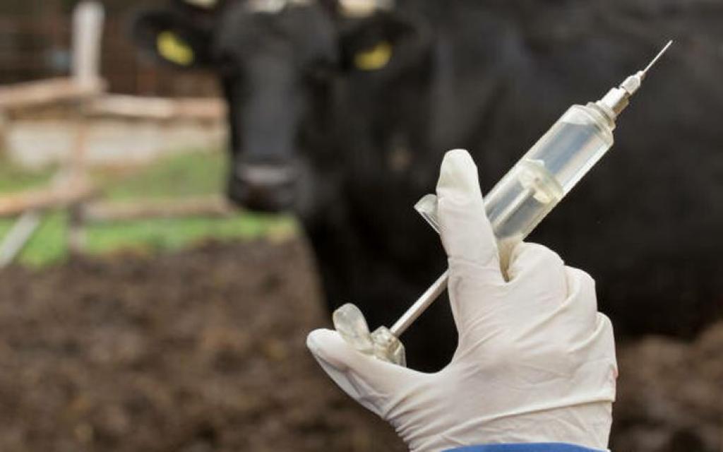 Perlindungan Ternak di Riau: Vaksinasi PMK Tunggu Kiriman Pusat