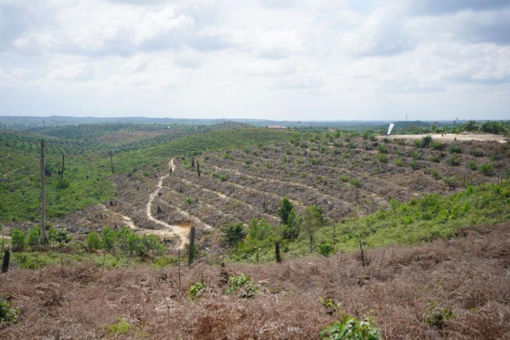Kepala Desa di Inhu Ditangkap Polisi, Karena Jual Hutan Jadi Kebun Sawit