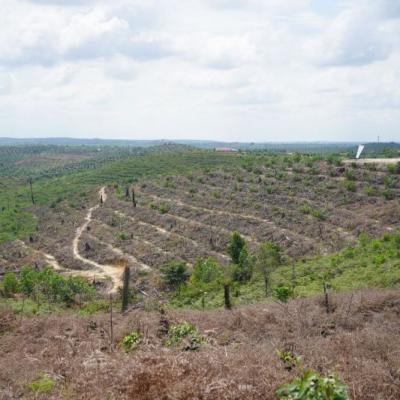 Kepala Desa di Inhu Ditangkap Polisi, Karena Jual Hutan Jadi Kebun Sawit