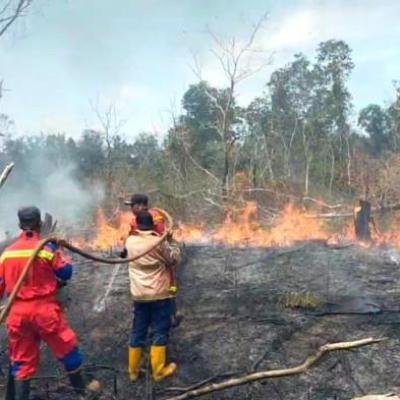 Tiga Hektar Lahan Pertanian di Dabo Singkep, Lingga Hangus Dilalap Api