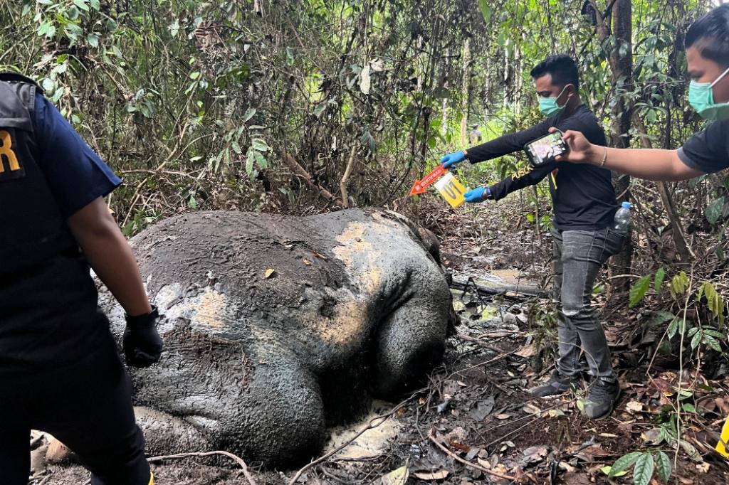 Terima SPDP Kasus Pembunuhan Gajah Pelalawan, Kejati Tunjuk Tiga Jaksa Kawal Perkara