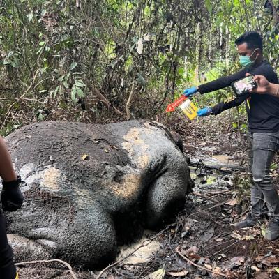 Terima SPDP Kasus Pembunuhan Gajah Pelalawan, Kejati Tunjuk Tiga Jaksa Kawal Perkara