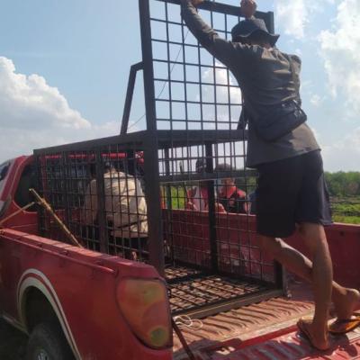 BBKSDA Riau Turun Tangan Atasi Harimau Terkam Sapi di Pelalawan