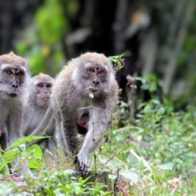 Korban Gigitan Monyet Liar di Tembilahan Jadi 11 Orang, Bupati dan Kapolres Jenguk Korban