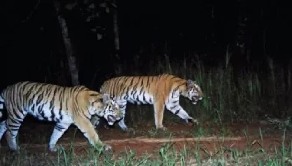 Sapi Warga Siak Dimangsa Hewan Buas, Diduga Harimau Sumatera