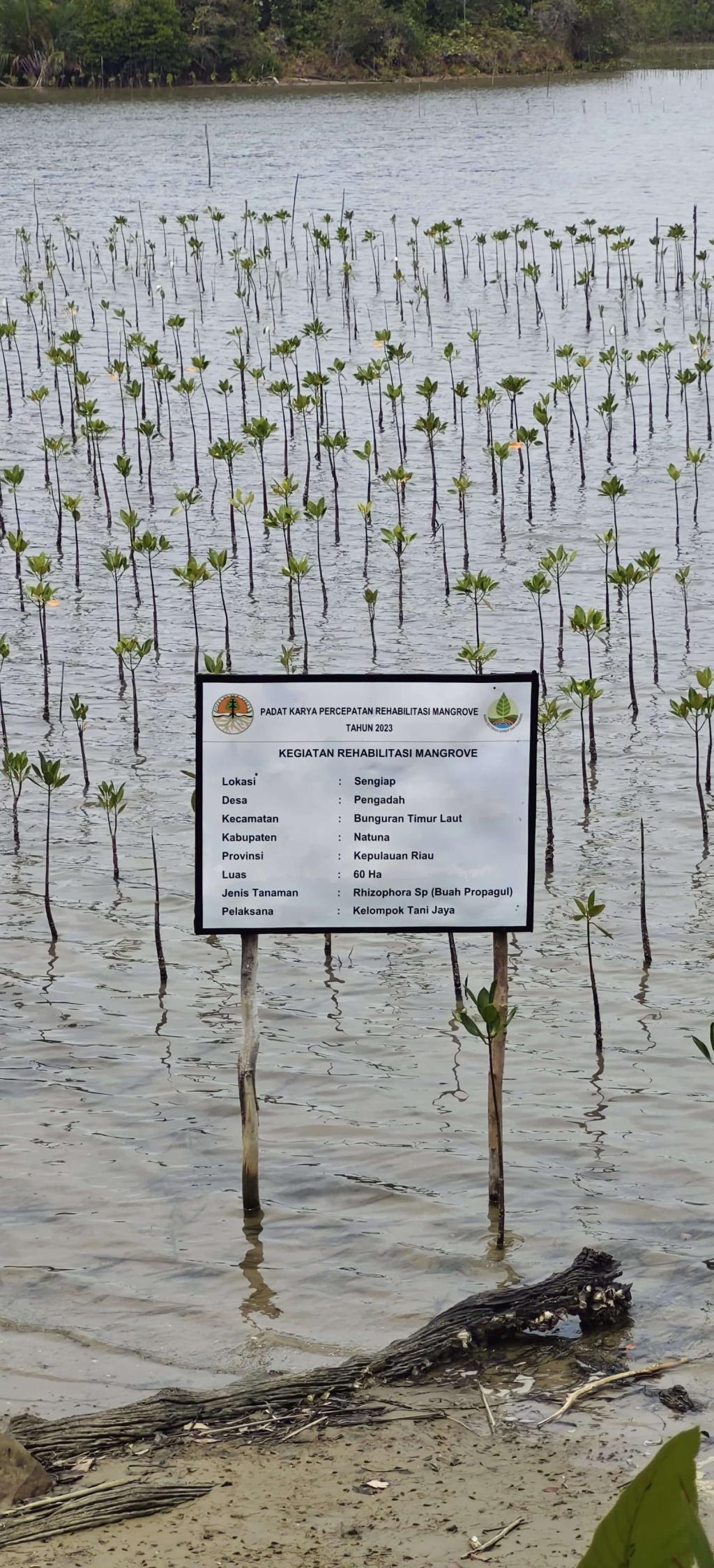 Segera Jalani Sidang, Dua Tersangka Korupsi Mangrove Dikirim ke Tanjungpinang